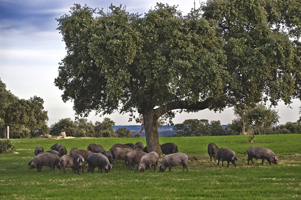 otros productos - porductos ibericos